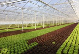 Fruit & Vegetable Processing Market Key Players, Competitive Landscape Revenue and Industry Analysis Report by 2028