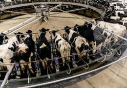  Milk Processing Plants: Advantages For The Dairy Food Business