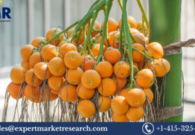 Global Areca Nut Market Size To Increase At A CAGR Of 4.50% In The Forecast Period Of 2023-2028