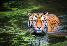 How to make the most of your Golden Triangle India Tour by Including Ranthambore as 4th Destination?