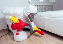Bed Bug Infestation in Springfield MO? Call a Professional Exterminator!