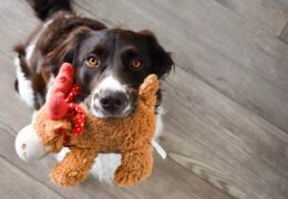 Carry with Care: Exploring Dog Carriers for Various Needs