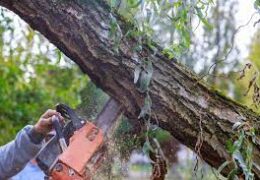 Tree Removal in Van Nuys: Ensuring Safety and Beautifying Your Property