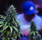 Where to Find the Best Vape and Cannabis Stores Near You