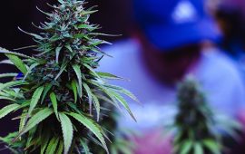 Where to Find the Best Vape and Cannabis Stores Near You