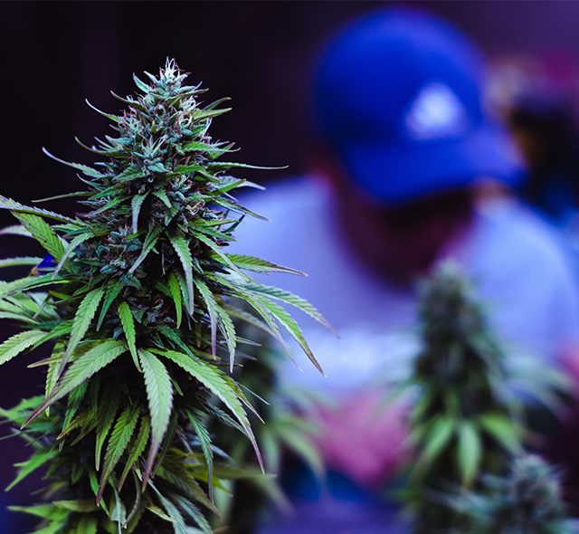 Where to Find the Best Vape and Cannabis Stores Near You